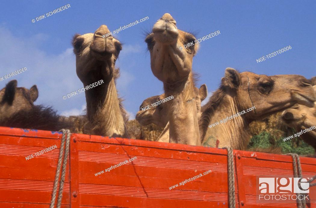 Dromedaries on red Truck, Camel Market Cairo, Egypt, Stock Photo, Picture  And Rights Managed Image. Pic. NGE-1020100006 | agefotostock