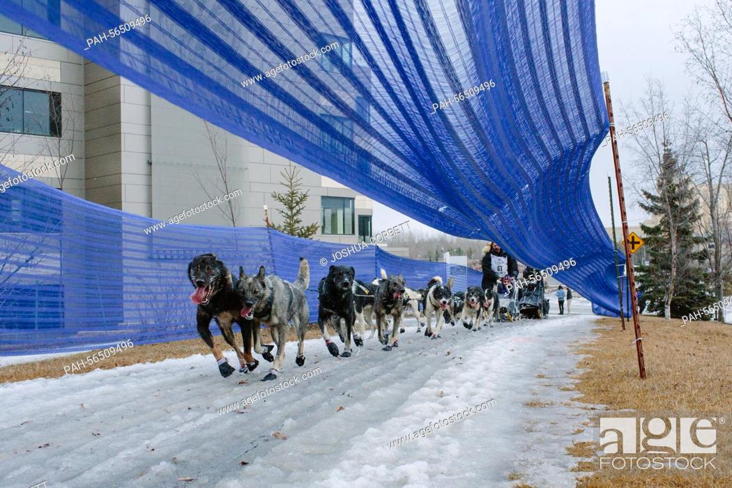 Stock Photo: Mike Santos of Cantwell, Alaska and her dog team ran next to bare grass in the unusually warm temperatures and limited snow during the Ceremonial Start of the.