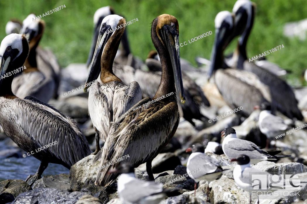 Stock Photo: A partially oiled Brown Pelican, Pelecanus occidentalis in the Colonial bird rookery on Queen Bess Island near Grand Isle.