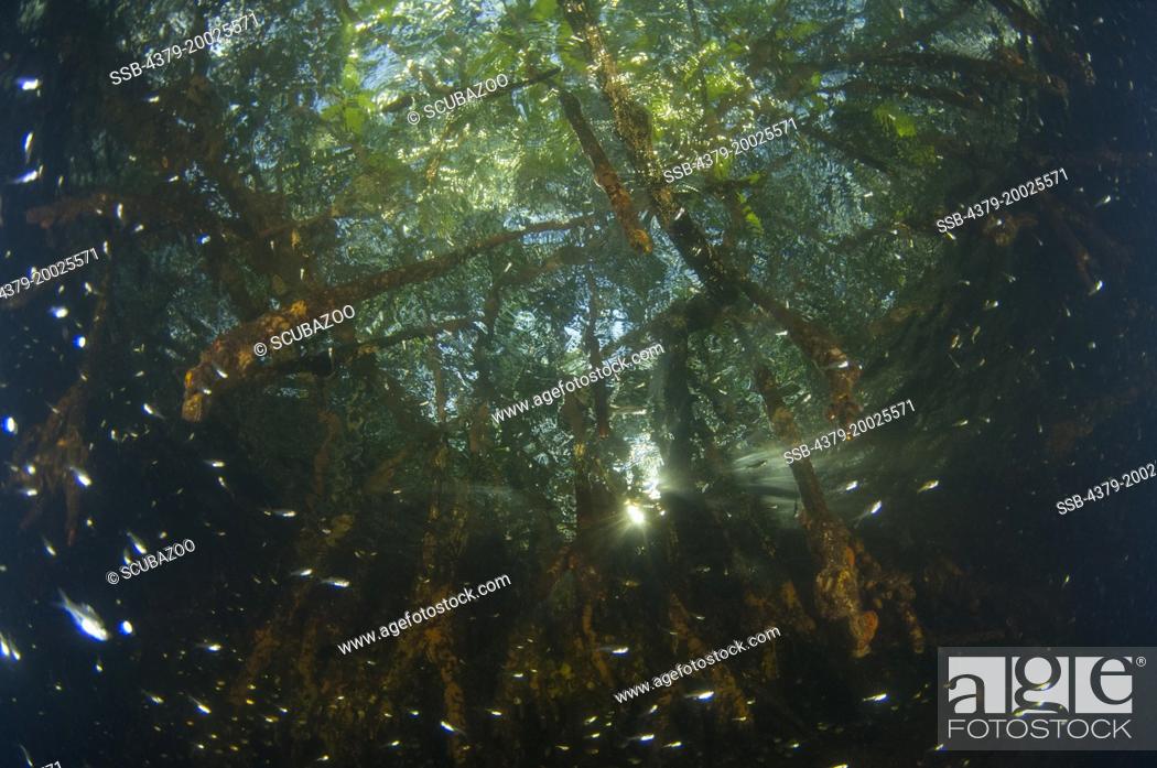 Stock Photo: Mangrove tree roots just below the surface, with trees and sunlight above, and Glassfish, Ambassis sp., next to the roots, Taliabu Island, Sula Islands.