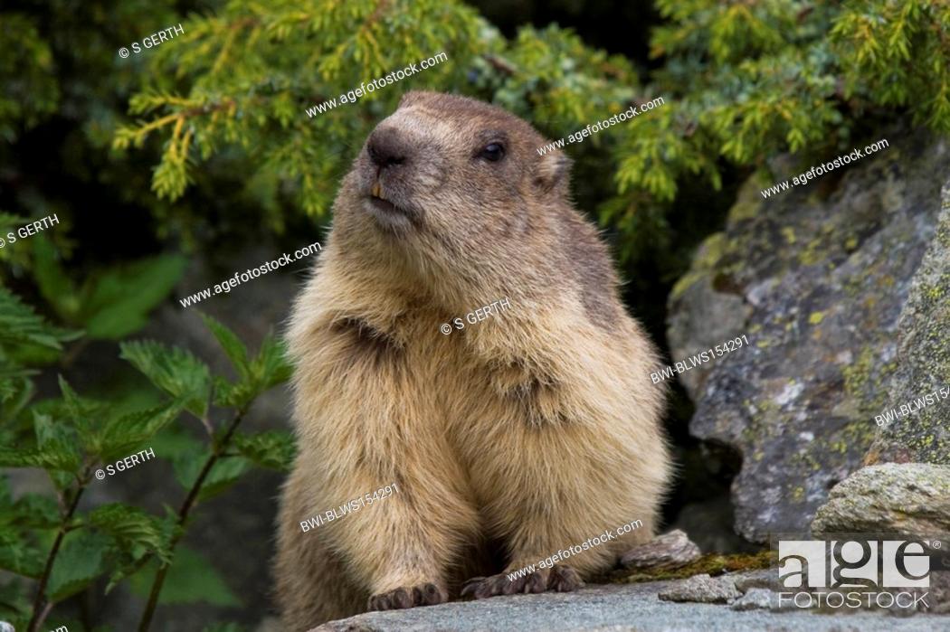 alpine marmot Marmota marmota, front view single animal, Switzerland,  Valais, Stock Photo, Picture And Rights Managed Image. Pic. BWI-BLWS154291  | agefotostock