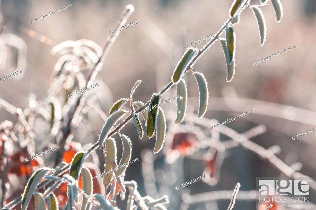 Stock Photo: Frozen late autumn meadow close up. Winter background.