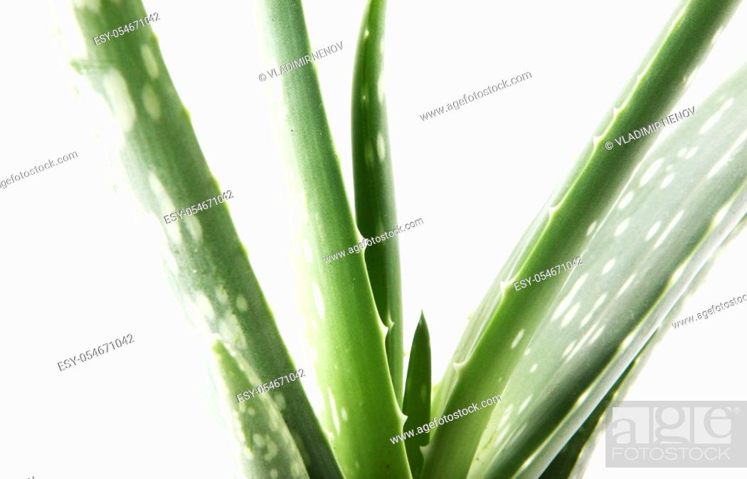 Stock Photo: Aloe vera plant isolated on white background. Aloe vera is a succulent plant species of the genus Aloe. It is cultivated for agricultural and medicinal uses.