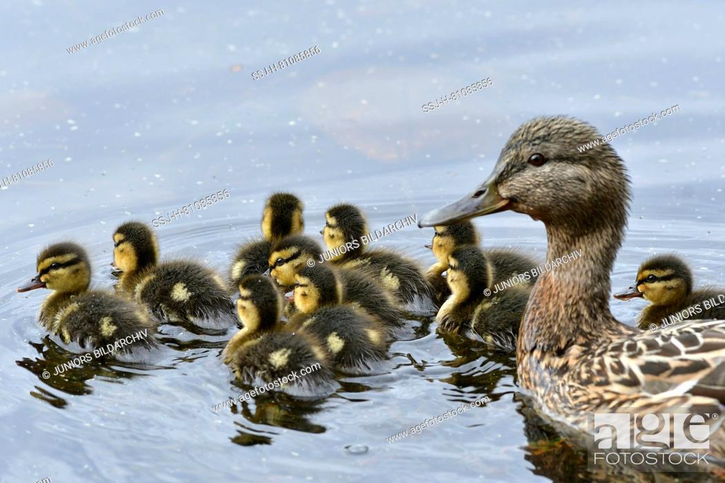 Stock Photo: Mallard (Anas platyrhynchos). Mother and ducklings on a pond, Sweden.