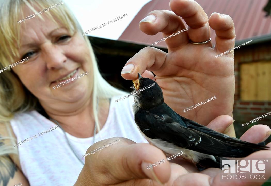 Stock Photo: 22 August 2018, Germany, Gerdshagen: Angie Loeblich holds a young swallow, which has fallen out of its nest, in the wild animal rescue station Struck.