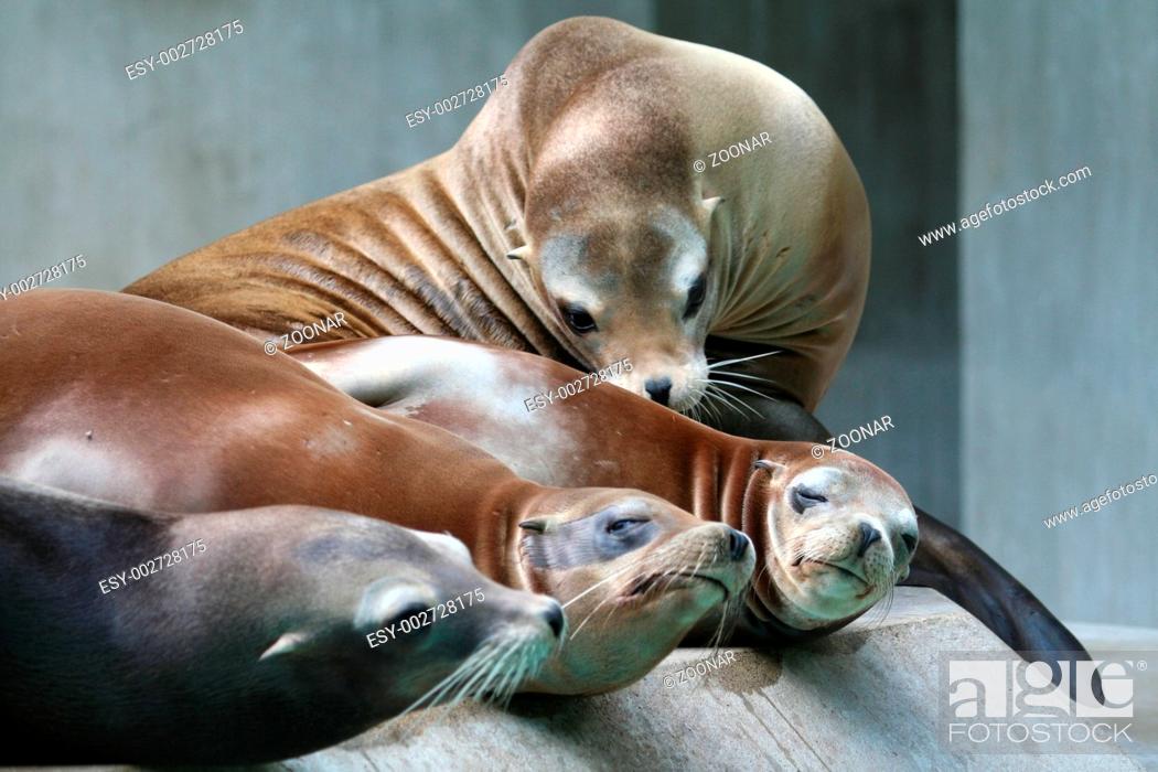 Stock Photo: seals.