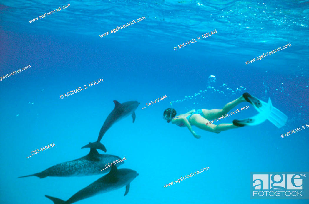 Stock Photo: Stenella frontalis. Spotted dolphins and researcher underwater. Little Bahama.