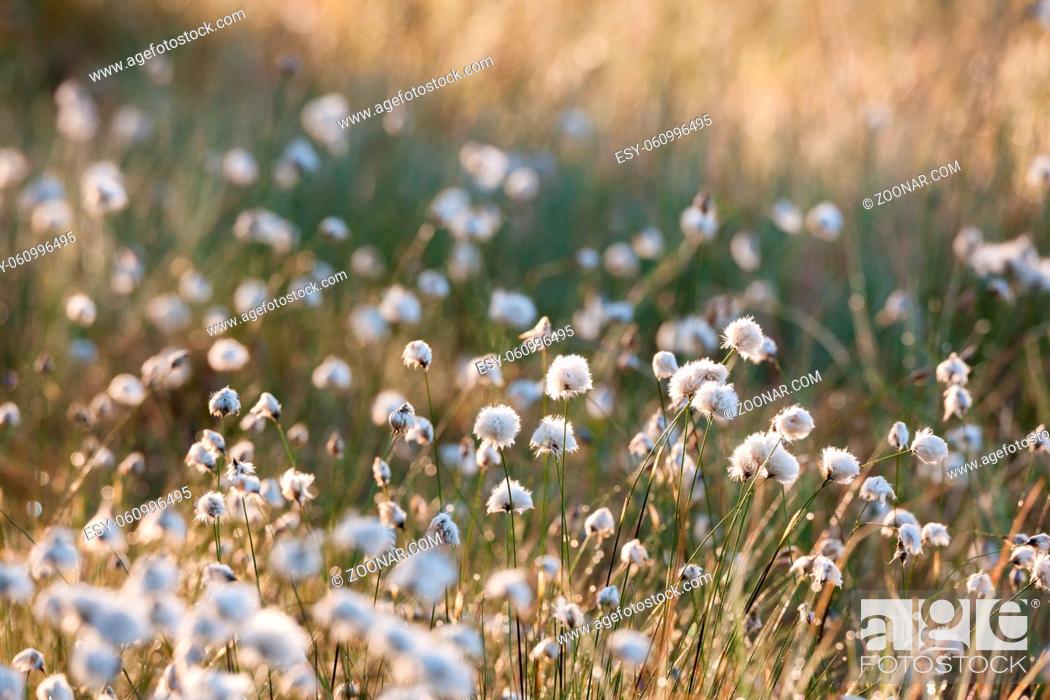 Stock Photo: Cotton grass at morning sunlight in forest.