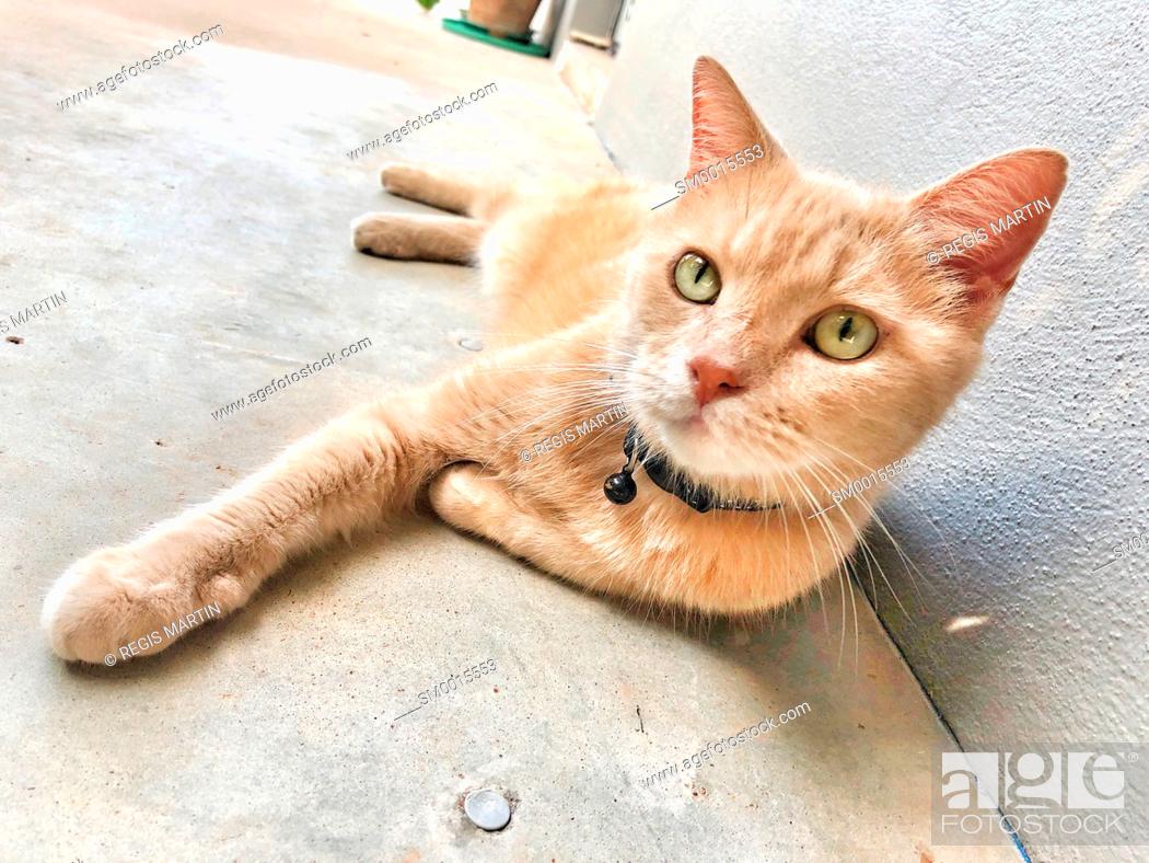 Stock Photo: Domestic cat resting on a concrete floor.