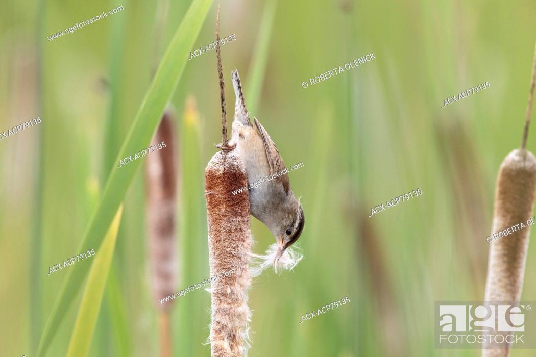 Stock Photo: Marsh wren (Cistothorus palustris), collecting nesting material from cattail (Typha sp.), Lac Le Jeune, British Columbia.