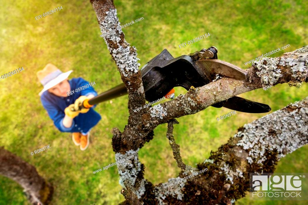 Stock Photo: woman cut old apple tree branch with telescopic tree pruner.