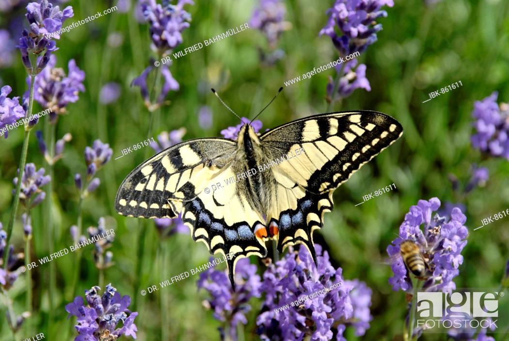 Imagen: Old World Swallowtail (Papilio machaon), butterfly, on Blue Lavendar (Lavendula).