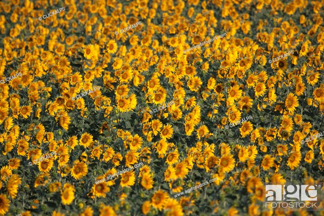 Imagen: Sunflowers closeup, Valensole, Provence, France.