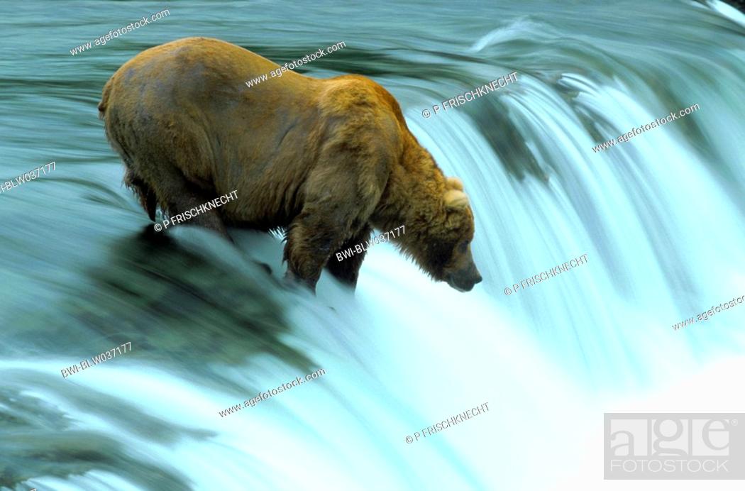 Stock Photo: brown bear Ursus arctos, single bear catching salmons at the Brooks Falls, waiting for the fish to come, USA, Alaska.