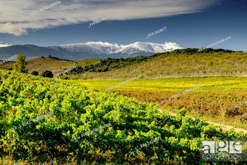Imagen: Veruela vineyard. Tarazona and Moncayo region, Aragon, Spain.