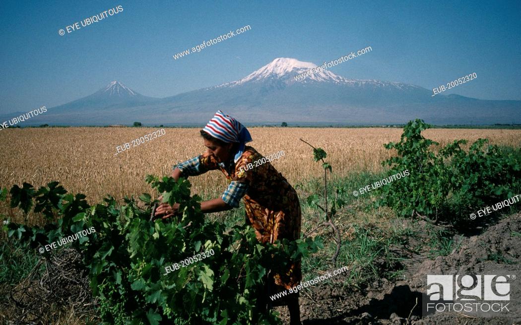 Stock Photo: Village woman working on vines in rural area with Mount Ararat behind.