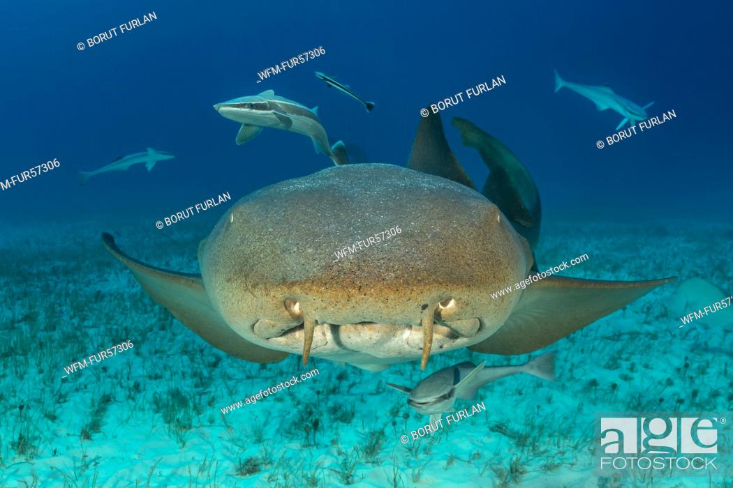 Stock Photo: Nurse Shark, Ginglymostoma cirratum, Tiger Beach, Bahamas.