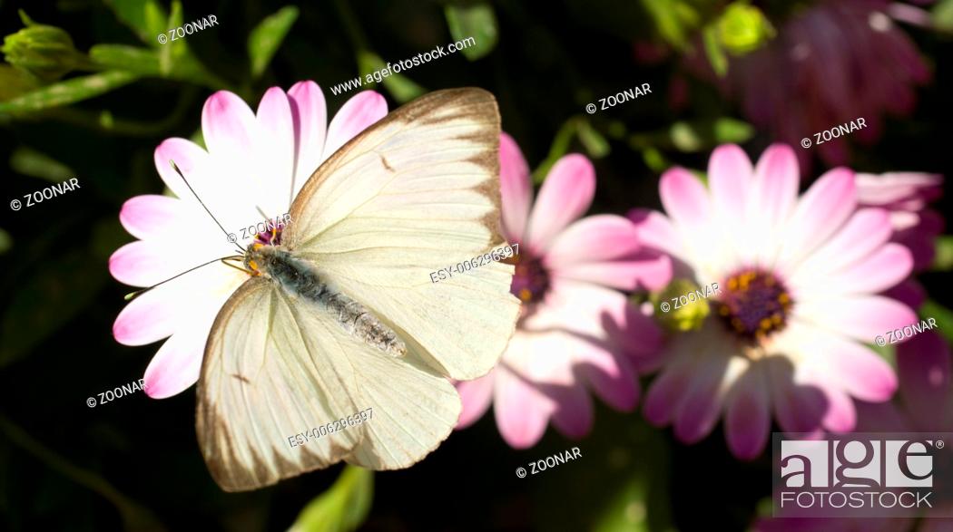 Stock Photo: Butterfly Moth Insect Landed Pink Daisy.