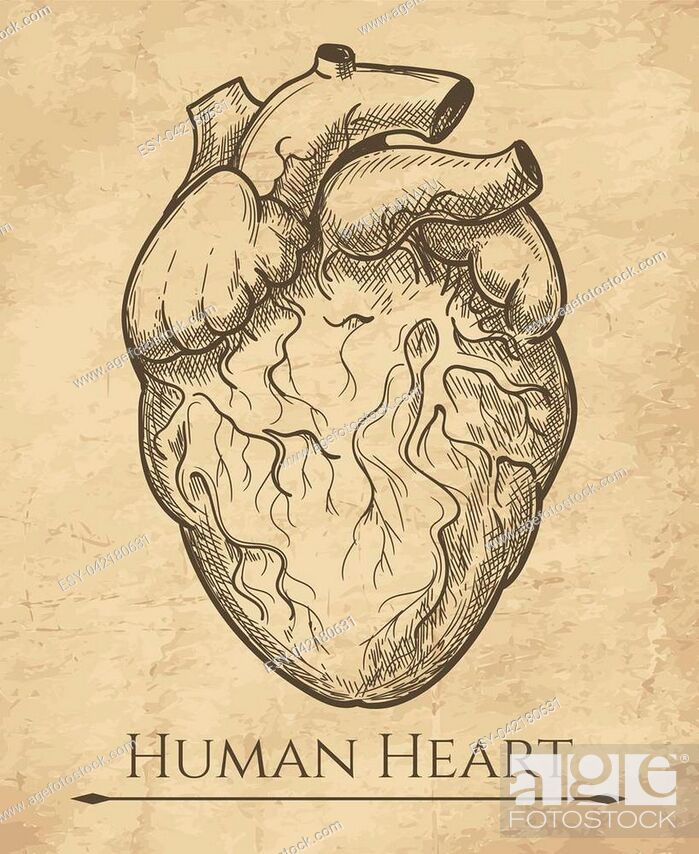 Real Anatomical Human Heart Drawing Sticker by Finleb Jonni - Fine Art  America-saigonsouth.com.vn