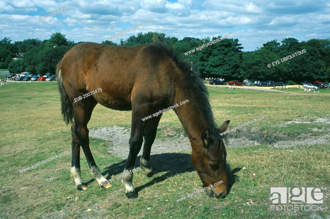 Stock Photo: New Forest Pony grazing on short grass.