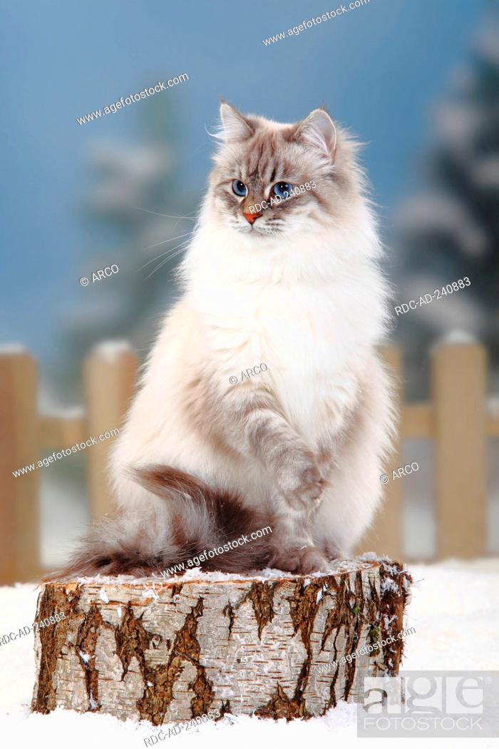 Neva Masquarade Blue Silver Tabby Point Siberian Forest Cat Siberian Cat Siberia Neva Masquerade Stock Photo Picture And Rights Managed Image Pic Rdc Ad 240883 Agefotostock
