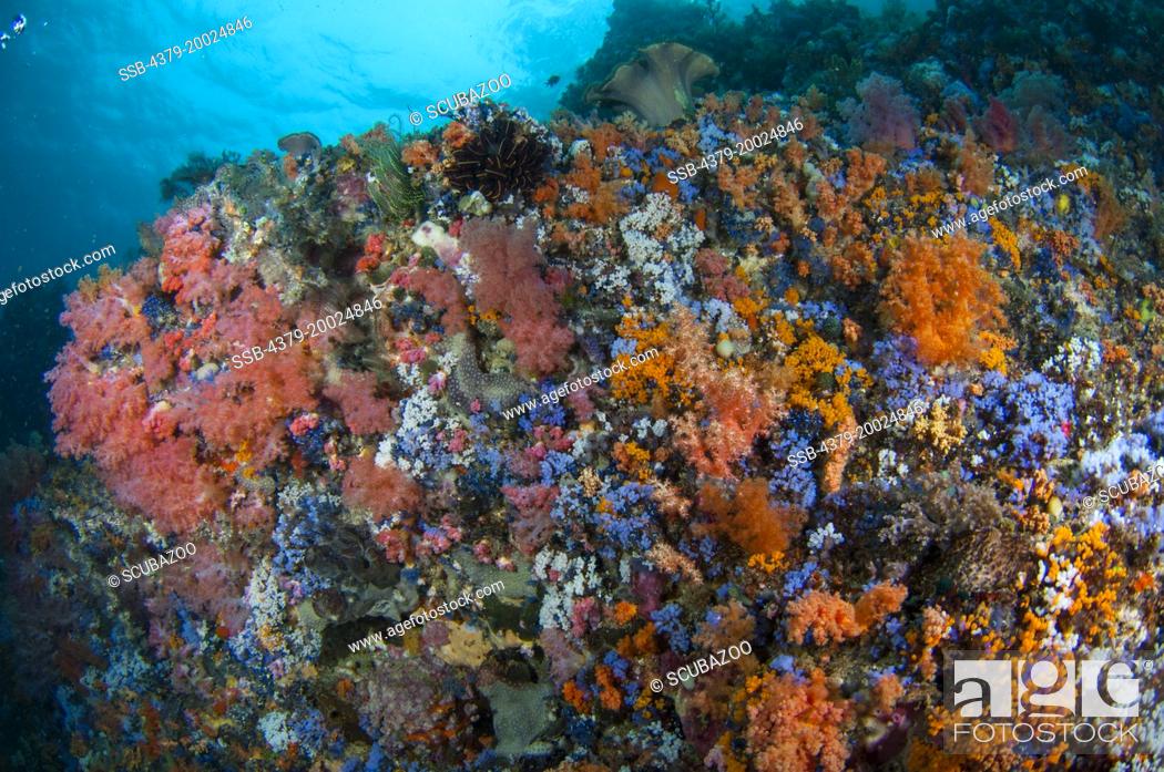 Imagen: A colourful reef wall slope, with soft corals and tunicates, with the surface above, Taliabu Island, Sula Islands, Indonesia.