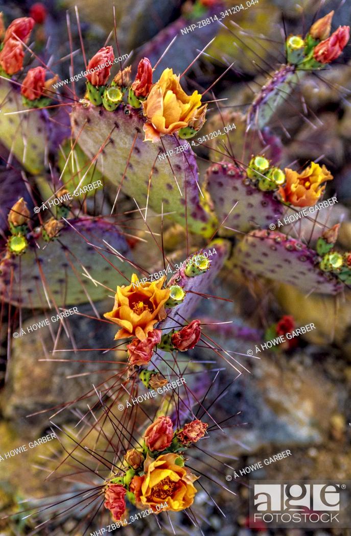 Purple Prickly Pear Cactus In Bloom Arizona Stock Photo Picture And Rights Managed Image Pic Nhp Zb814 341204 044 Agefotostock
