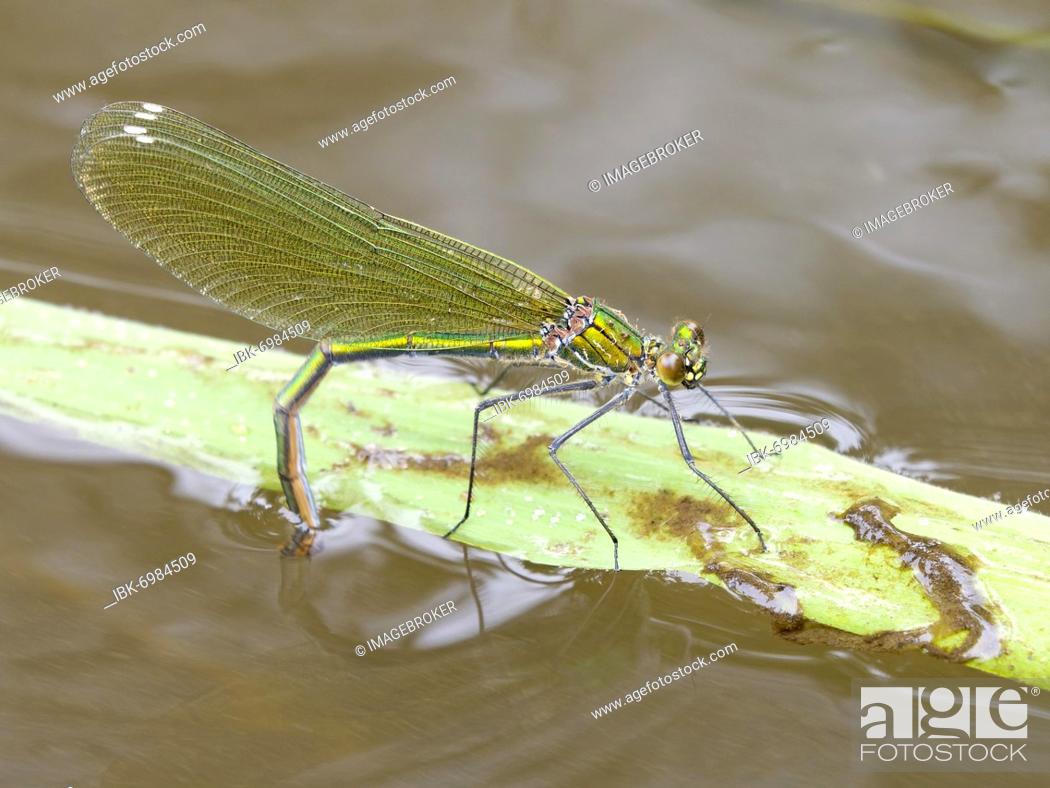 Stock Photo: Banded demoiselle (Calopteryx splendens), female laying an egg, Solms, Hesse.