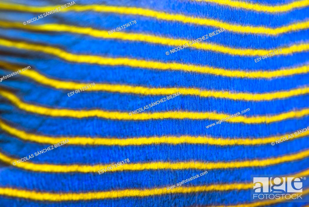 Stock Photo: Multicolored texture. Closeup of the side of a emperor angel fish.