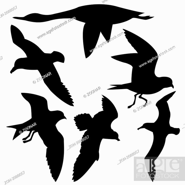 Stock Photo: vector silhouette flying birds on white background.