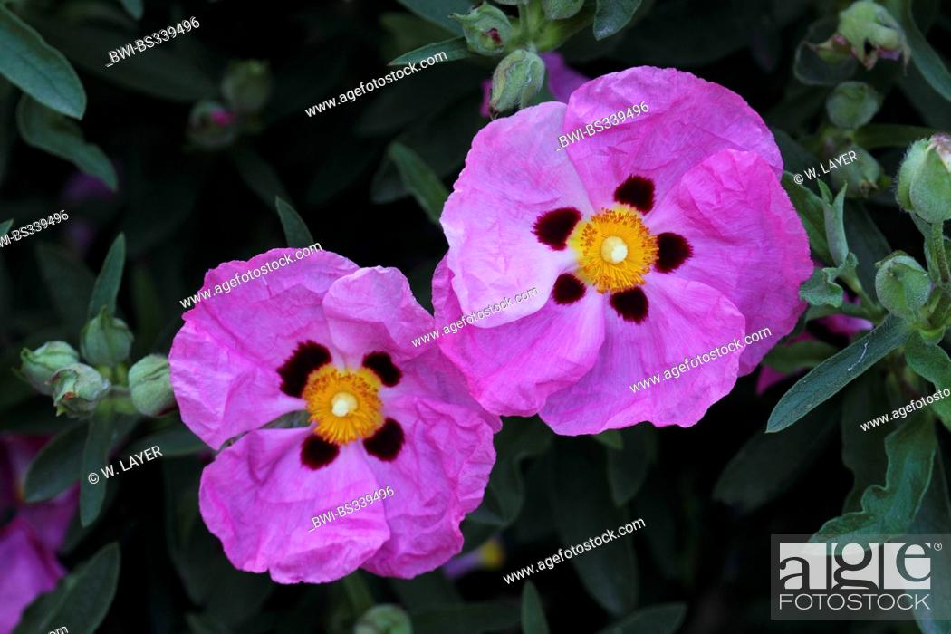 Stock Photo: purple rockrose (Cistus purpureus), flowers.