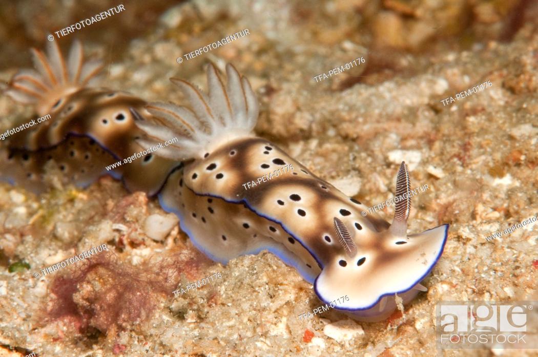 Stock Photo: sea snails.