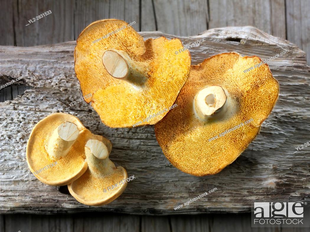 Stock Photo: Fresh picked wiild organic Pied de Mouton Mushrooms (hydnum repandum) or hedgehog mushrooms.