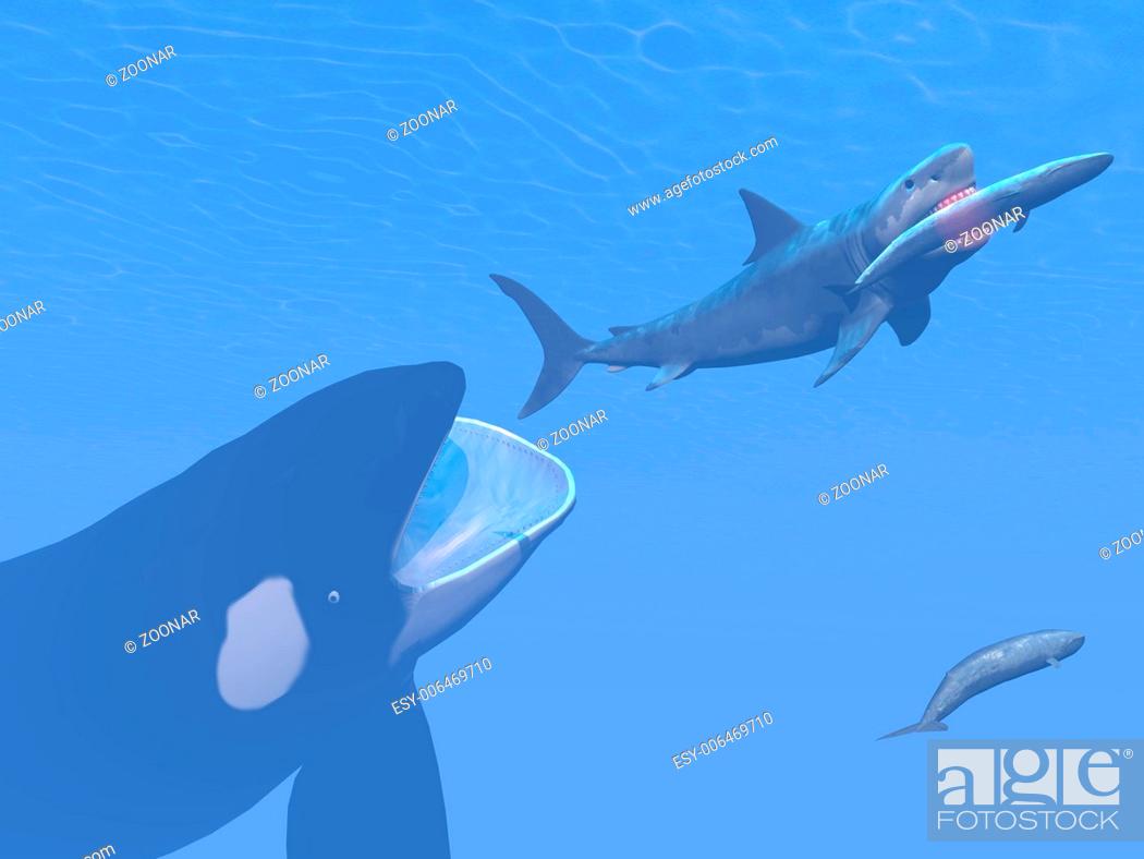 Photo de stock: Killer whale attacking small megalodon shark eating blue one - 3D render.