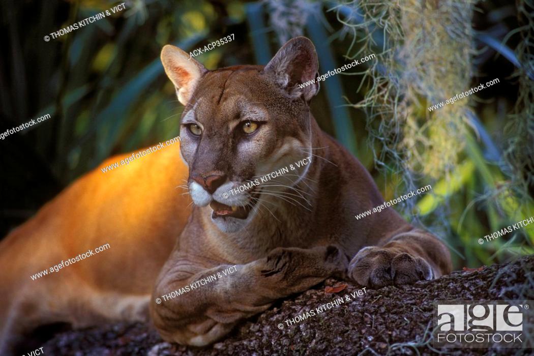 Florida Panther Puma concolor coryi endangered species amid spanish moss &  oak, Florida, U, Stock Photo, Picture And Rights Managed Image. Pic.  ACX-ACP35337 | agefotostock
