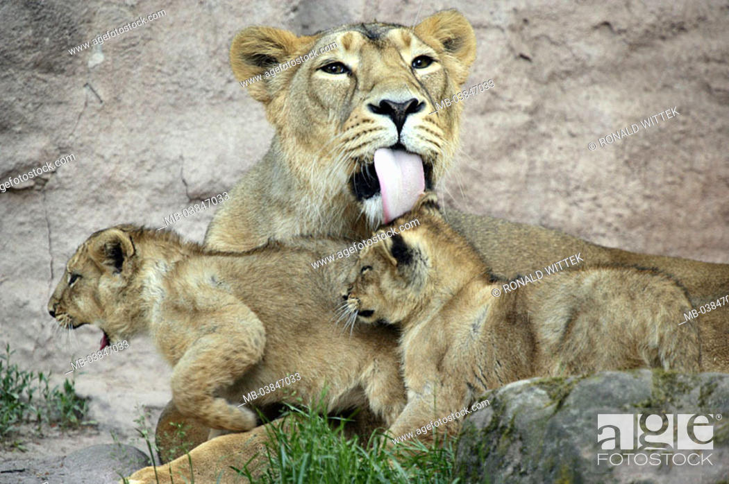 Stock Photo: Asian lions, Panthera Leo persica, dam, young, fur-care, lick off animals, game-animals cleans carnivore big-cats mammals females, animal-children, care, fur.