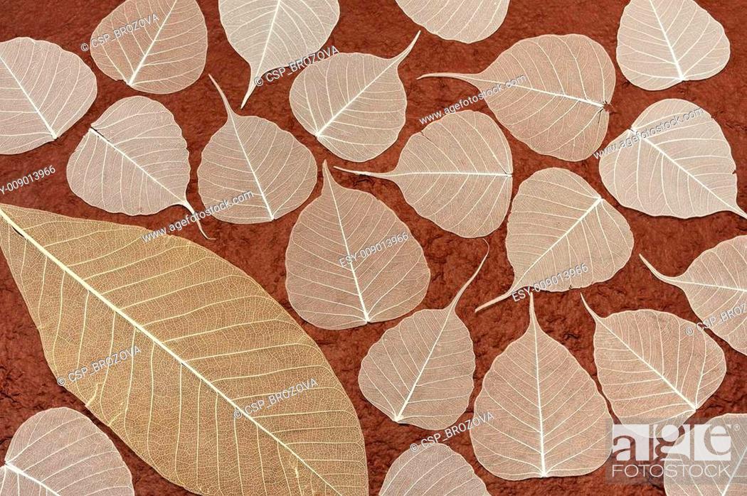 Stock Photo: Skeletal leaves over brown handmade paper - background.