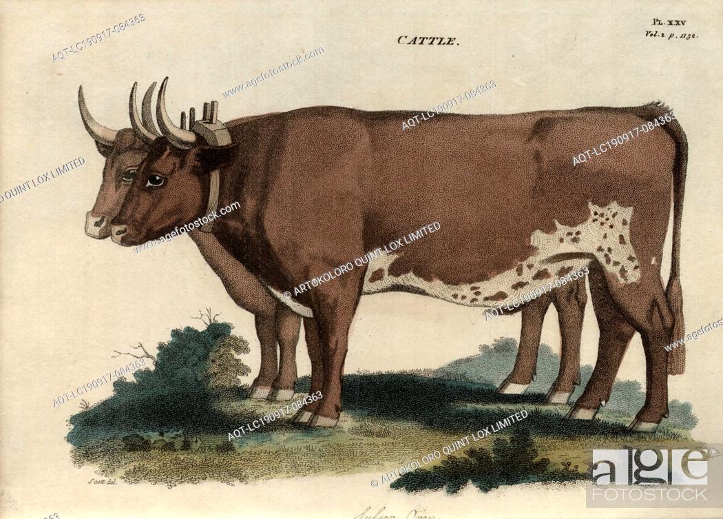 Stock Photo: Cattle: Sussex Oxen, Sussex cattle, oxen, signed: Scott del, Fig. 25, Pl. XXV, after p. 1120, Scott (del.), R.W. Dickson: Practical agriculture, or.