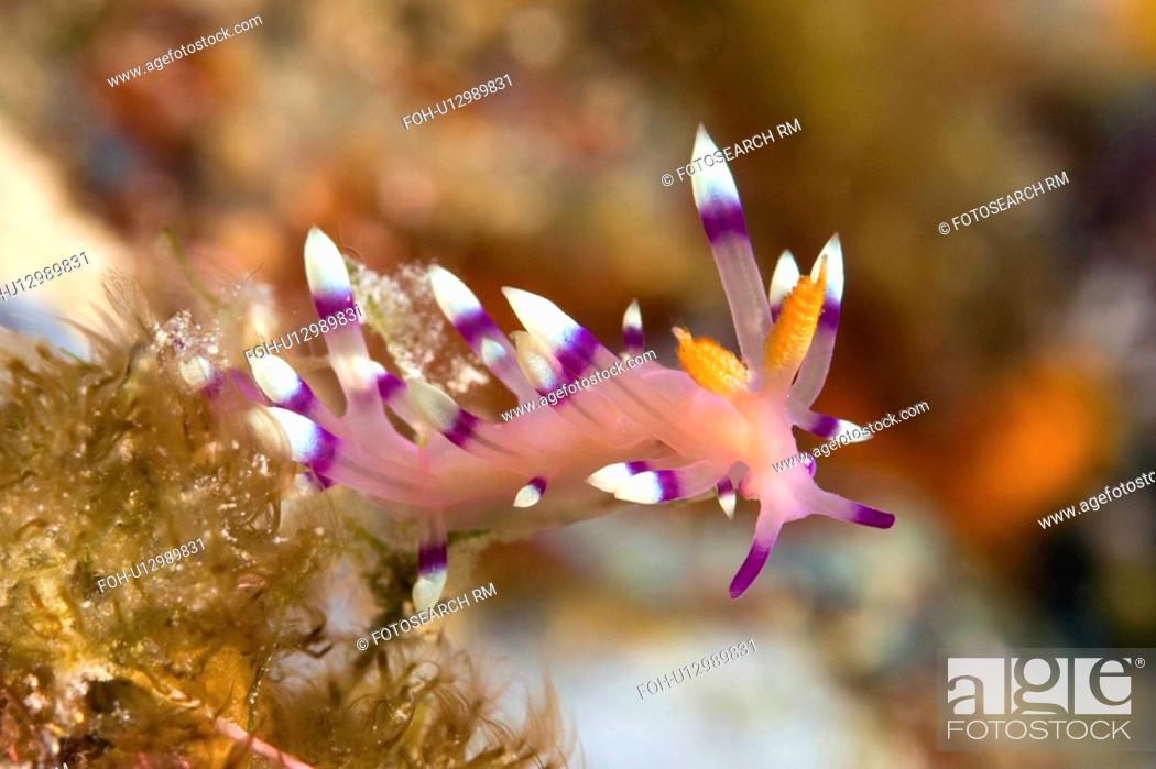 Stock Photo: water beautiful aeolid nudibranch flabellina sea.