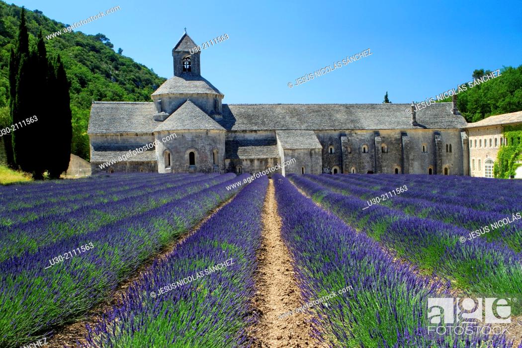 Stock Photo: Lavender fields (Lavandula angustifolia), next to Senanque abbey, near to Gordes village. Apt district, in Vaucluse department and Provence-Alpes-Cote d'Azur.