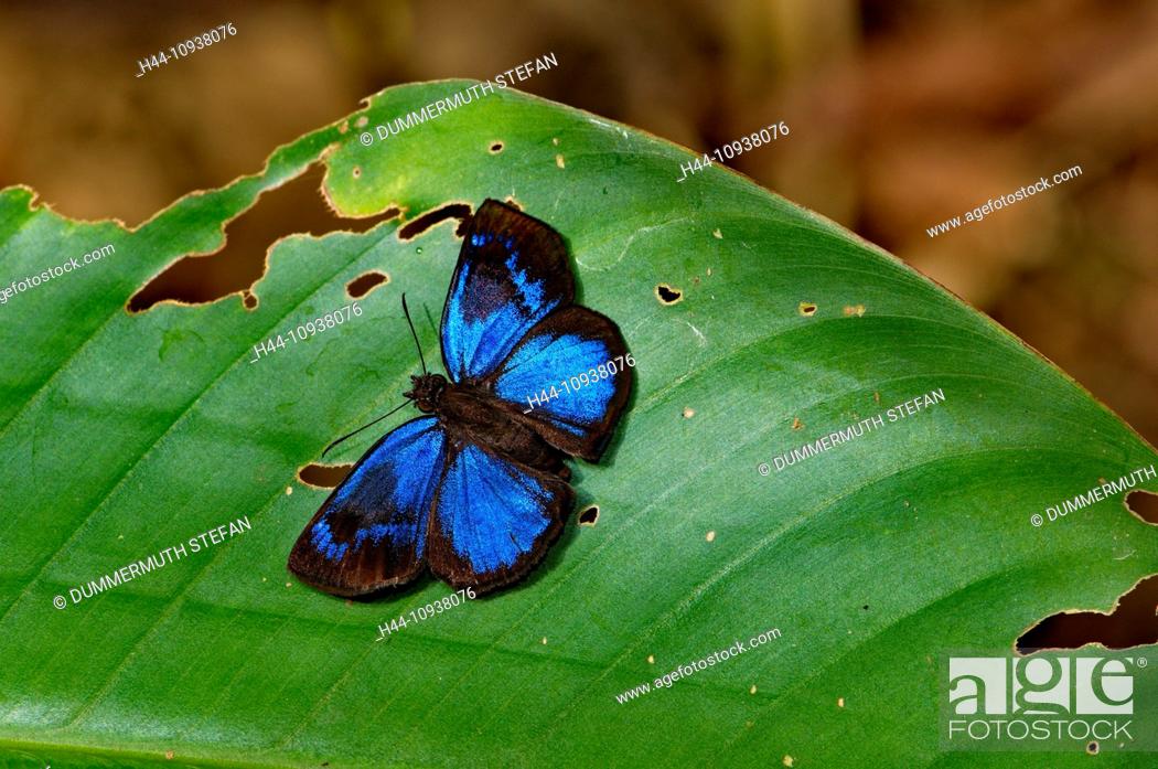 Skipper butterfly, Paches loxus gloriosus, butterfly, butterflies, insect,  tropical, brilliant, blue, Stock Photo, Picture And Rights Managed Image.  Pic. H44-10938076 | agefotostock