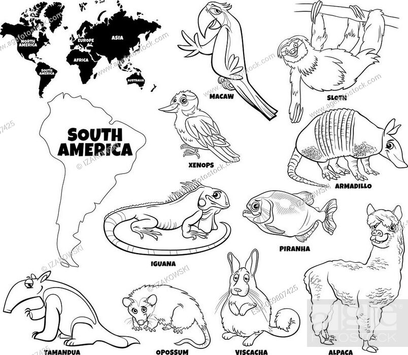 Black and white educational cartoon illustration of South American animal  species set and world map..., Stock Vector, Vector And Low Budget Royalty  Free Image. Pic. ESY-059807425 | agefotostock