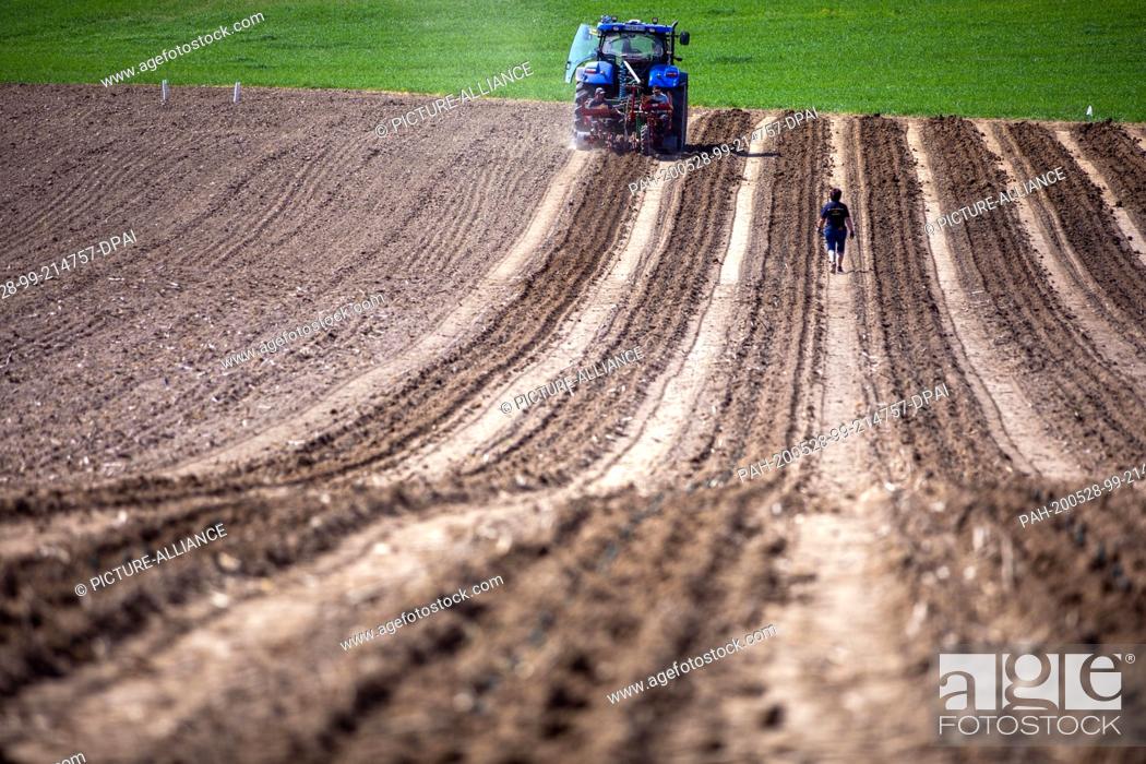 Stock Photo: 27 May 2020, Mecklenburg-Western Pomerania, Rattey: Using a special machine, employees of a vineyard school in Rhineland-Palatinate bring vines into the soil of.