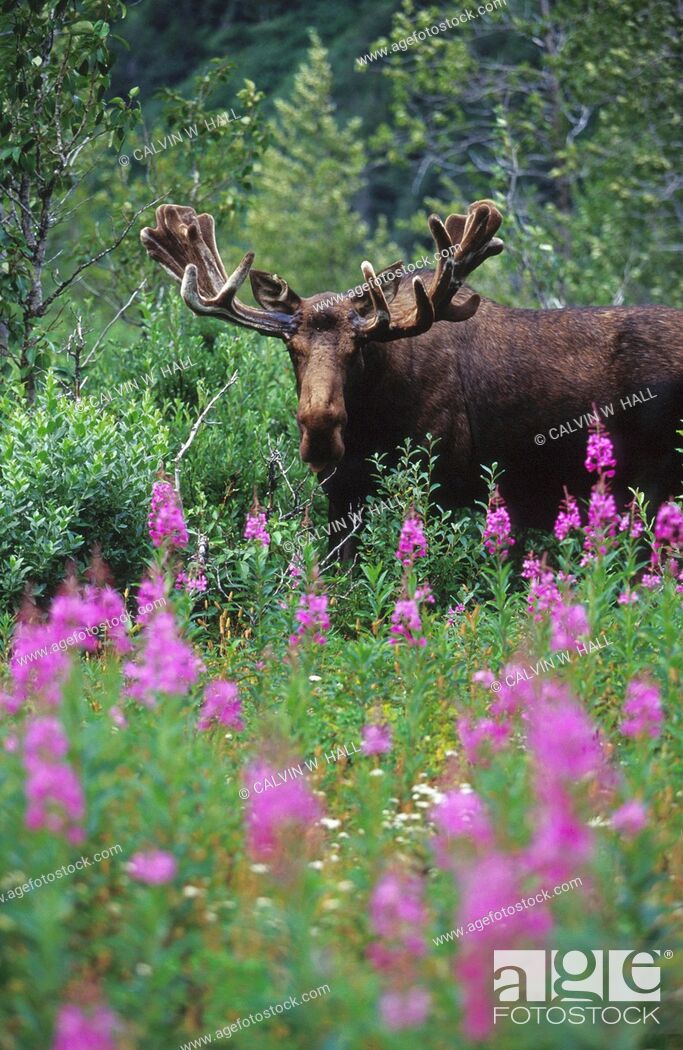 Stock Photo: Bull Moose in Velvet Stands in Fireweed SC AK Summer.