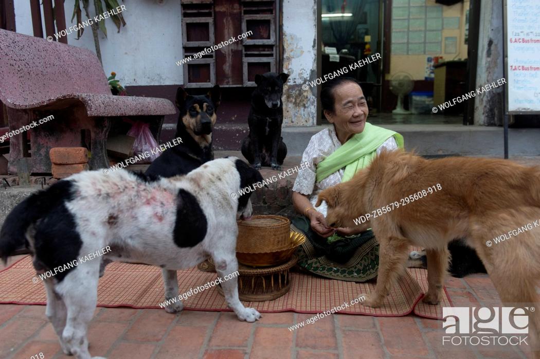 Stock Photo: A local woman is feeding stray dogs early morning in the UNESCO world heritage town of Luang Prabang in Central Laos.