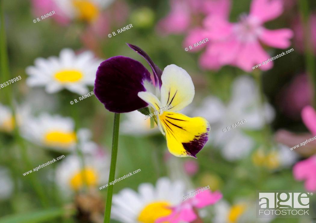 Stock Photo: horned pansy, horned violet (Viola cornuta), flower.
