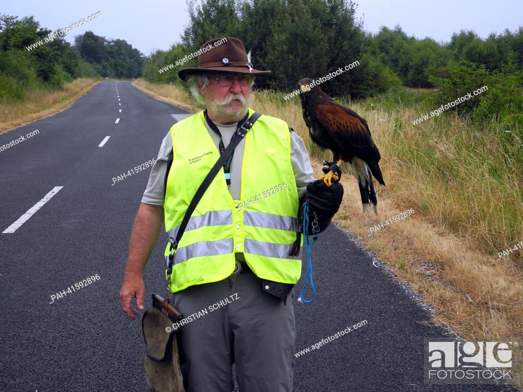 Photo de stock: Falconer Walter Zell stands with his bird at the airport in Hahn, Germany, 24 July 2013. Collisions between birds and planes can have disastrous consequences.