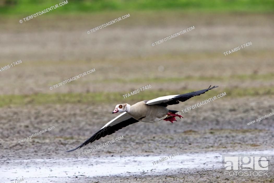 Stock Photo: Egyptian goose.