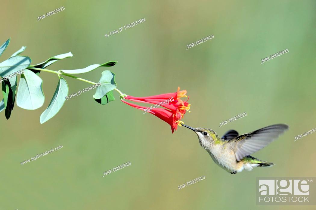 Stock Photo: The Ruby-throated Hummingbird (Lonicera caprifolium) is wide spread over the US, this female is fouraging on Honeysuckle, United States of America, Missouri.