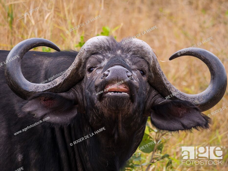 Stock Photo: African buffalo or Cape buffalo (Syncerus caffer) showing flehmen response. Mpumalanga. South Africa.